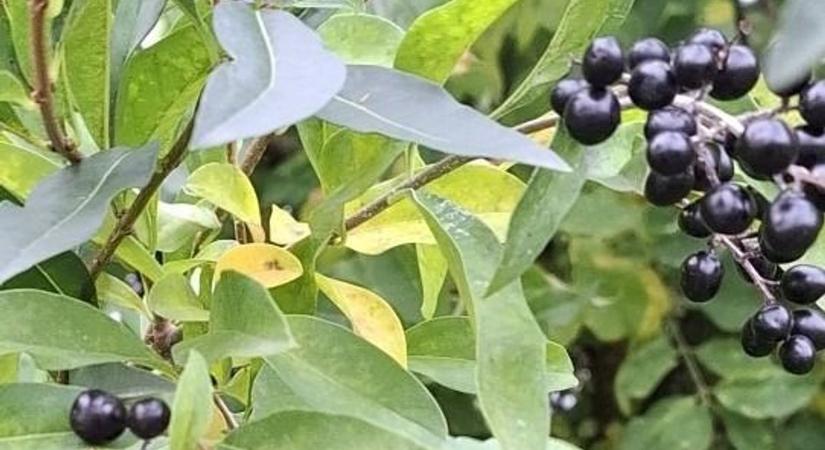 Ezekre az őszi bogyókra inkább rá se nézz, komoly mérgezés lehet, ha nem figyelsz