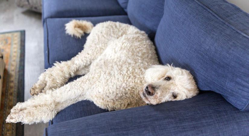 Íme a legokosabb kutyafajták: a németjuhász csak a 3. a listán