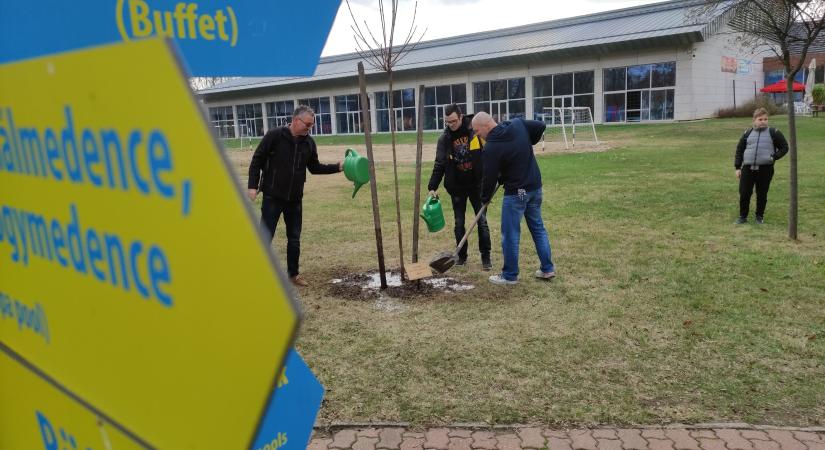 Elültették a szenior pólósok fáját