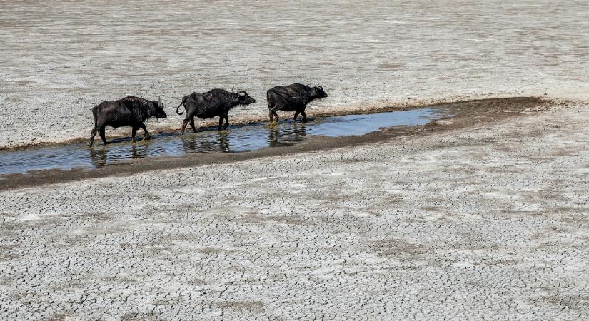 Régen kellett az országnak ennyire, hogy essen az eső novemberben: már apokaliptikus forgatókönyvvel is számol a vízügy