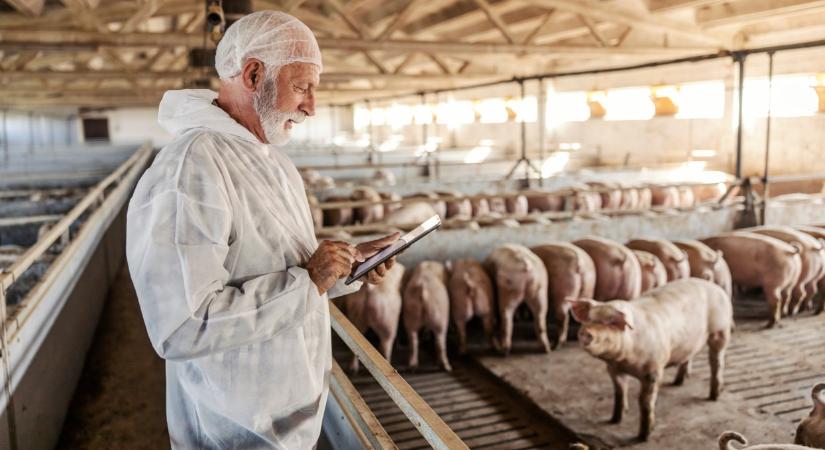 In vitro fehérjeemészthetőség-vizsgálatok jelentősége a választott malacok takarmányozásában