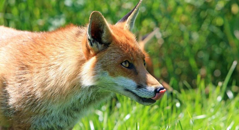 Egyre többször látni rókát a városban – félnünk kell tőlük? A szakértő válaszol