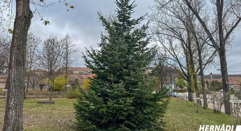 Felállították Esztergom idei első karácsonyfáját