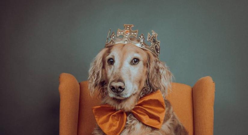 Ez a kutyus nagyobb luxusban él, mint sok ember: saját szobája és ágya is van