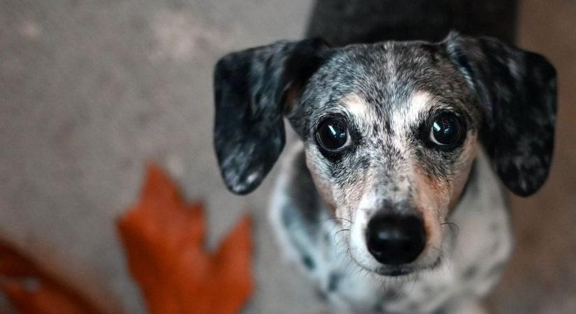 Nyugdíjalapot hoztak létre az idős kutyák számára a siófoki menhelyen