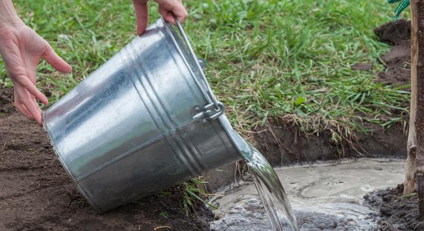 Novemberben önts egy vödörrel a fa gyökerére, és nyáron rengeteg gyümölcsöt gyűjthetsz