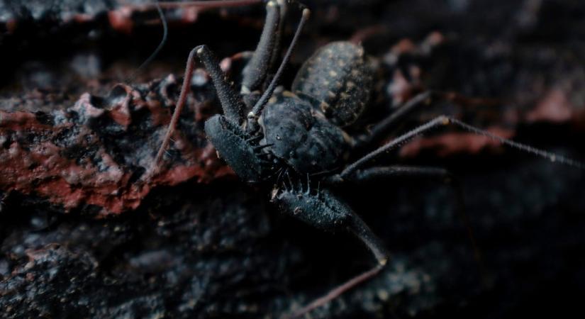 Debrecenben bukkant fel a rémséges ízeltlábú: félig skorpió, félig pók