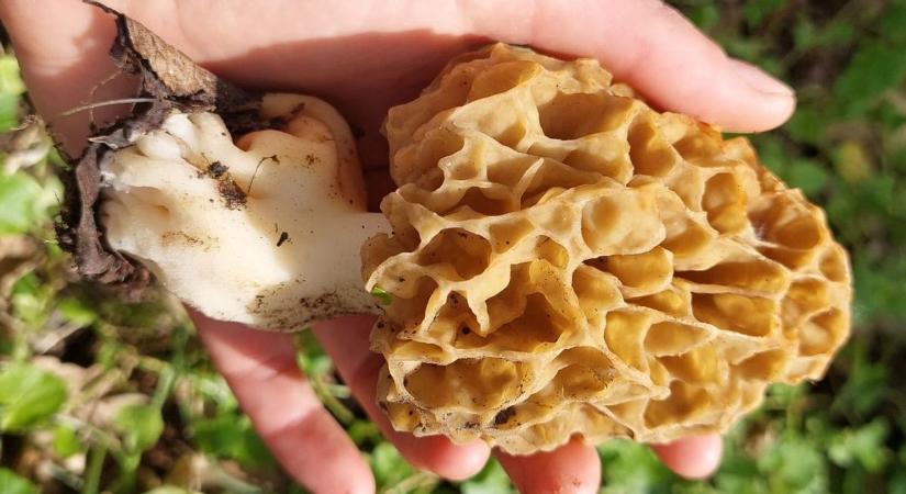 Fotókon mutatjuk a bakonyi gomba érdekes és különleges formáit, amiket kevesen ismernek