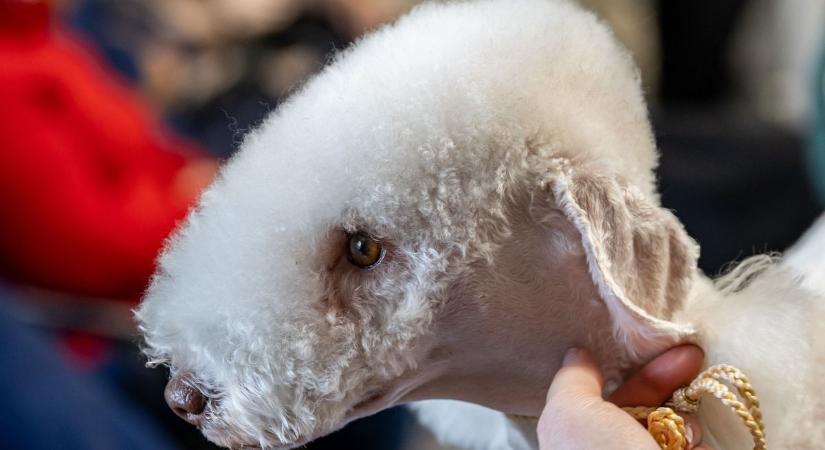 Különleges élmény a Duna partján - Ilyen volt a kutyakiállítás Esztergomban