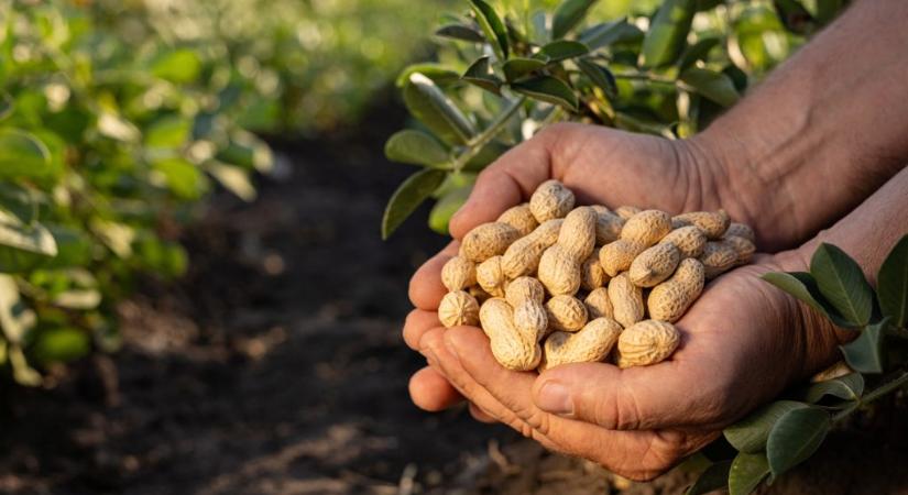 Meg lehet menteni a földimogyorót?