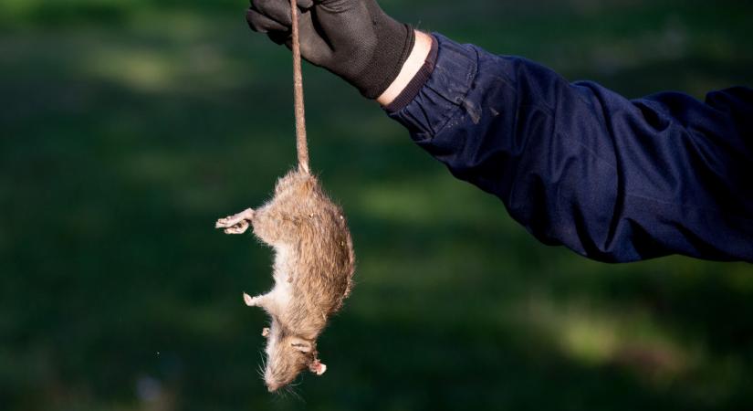 Ijesztő patkányinvázió Tatabányán