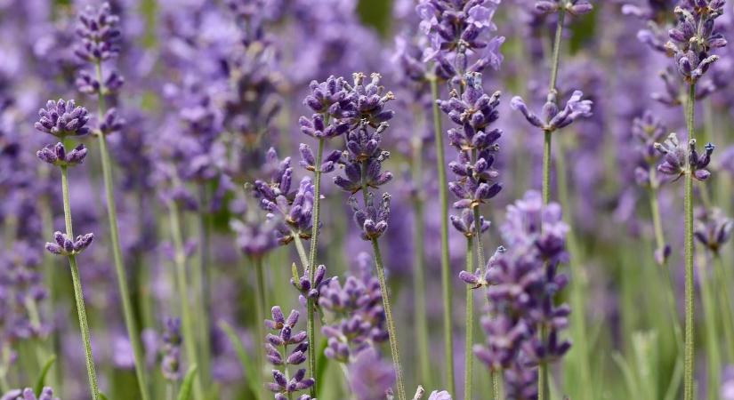 Megmetszhetem még novemberben a levendulát?