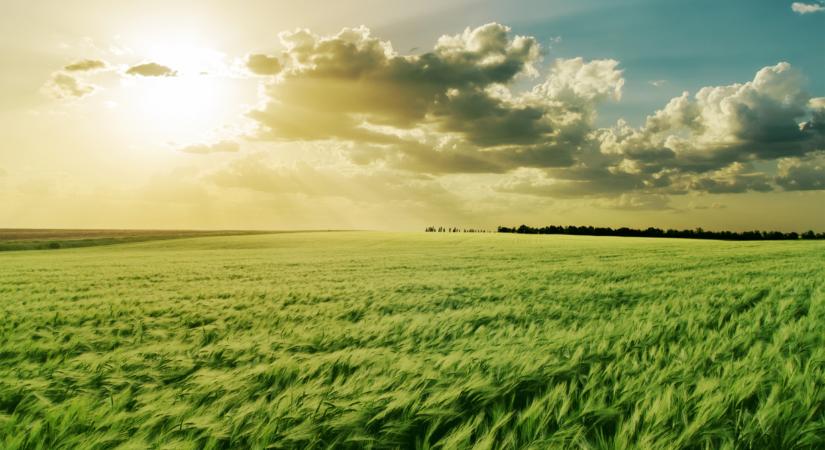 Egyre több gazda termel így Magyarországon: csak a támogatás számít?