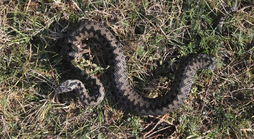 Megjött a jelentés: keresztes viperát regisztráltak hazánkban