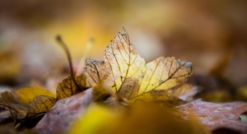 Hűvös őszi időjárás érkezik ma Szegedre