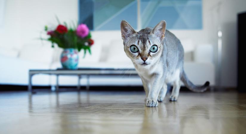 Ez az édes cicus csak trappolva tud közlekedni (videó)