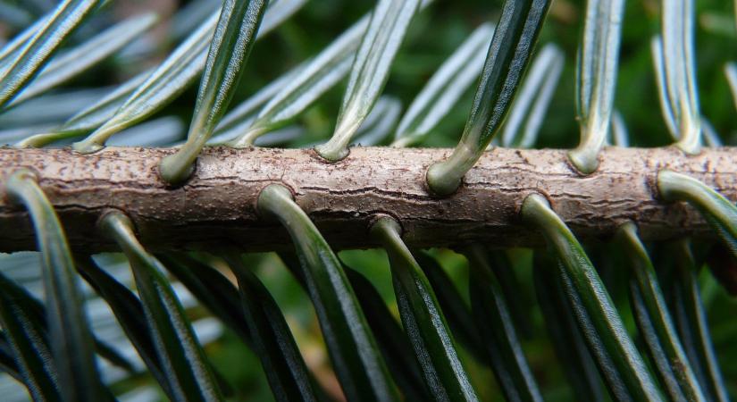 Ránk mosolyog az erdő Oregonban