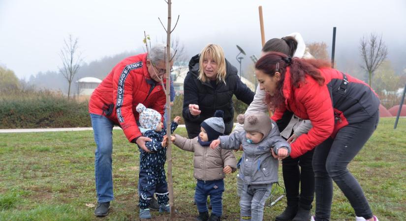 Ha így folytatódik, erdő lesz belőle – Fát kaptak a kisbabák