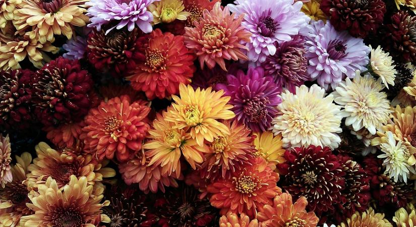 Adomány: Ezer cserepes krizantémot osztott szét ingyen egy Szatmár megyei magyar termesztő