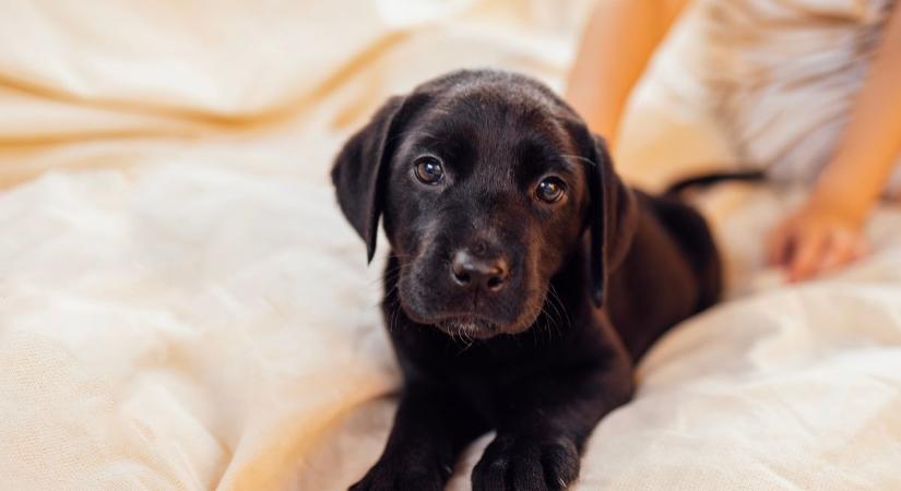 Klónozott kutya, avagy a tudomány száguld, az etika gyakran csak a nyomában kullog