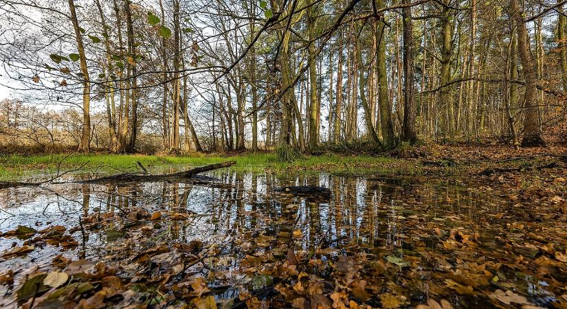 A hónap közepére megérkezett a november: itt az eső, szél és lehűlés