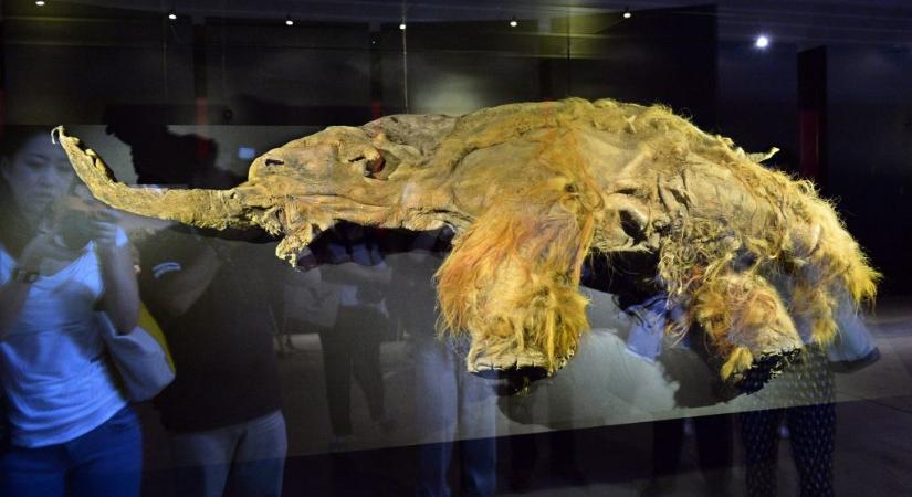 Először sikerült kinyerni egy mamut RNS-ét