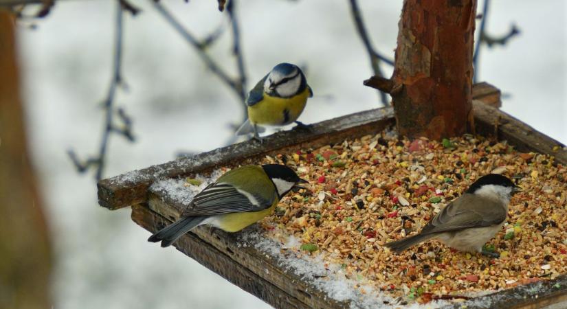 A téli madáretetés aranyszabálya