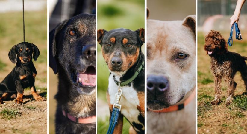 Veszprémi gazdikereső kutyák: te melyiküket választanád?