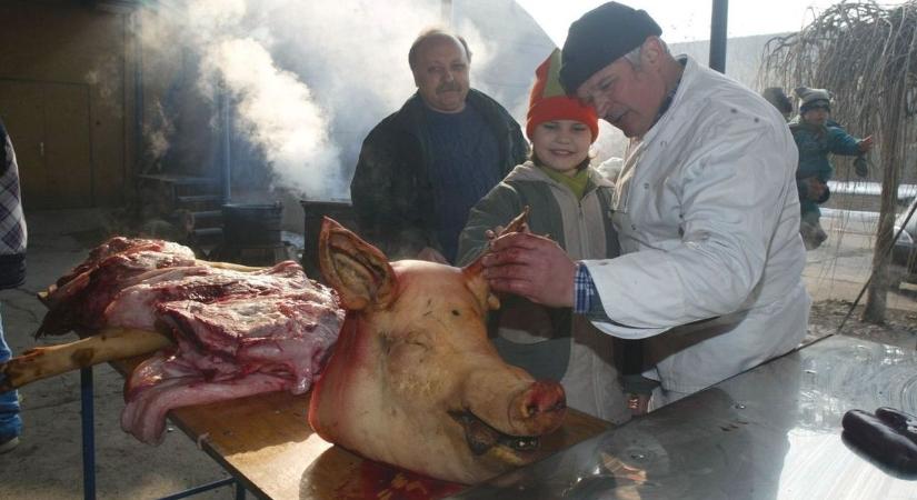 Húsba vágó kérdés, ha szigorodnak a disznóvágás szabályai