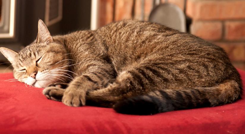 influenza nátha gyors felépülés tippek