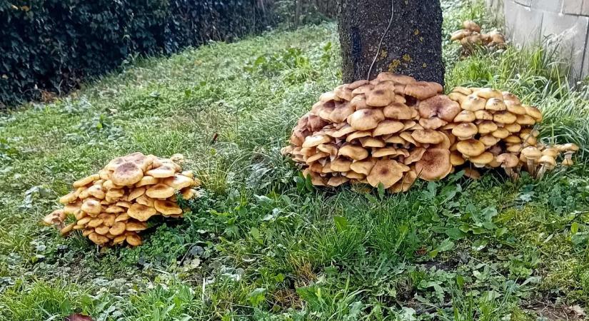 Ebből a mérgező gombából ehető lehet, mutatjuk, hogyan kell csinálni