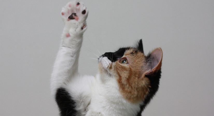 Macskád gyakran pofozkodik? Ez állhat a viselkedés hátterében