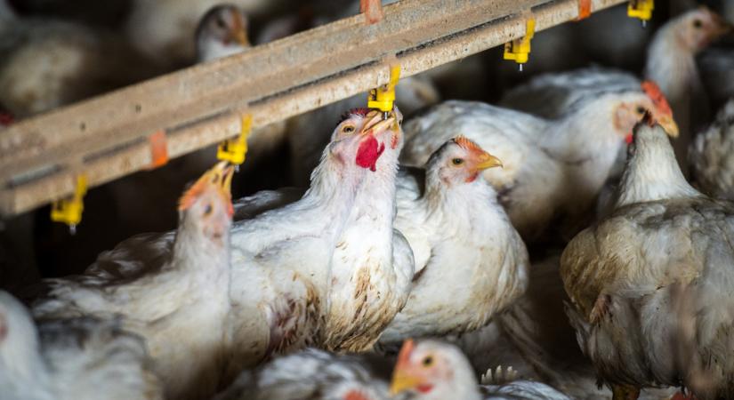 Fizetnek azoknak a gazdáknak, akik befejezik a termelést Magyarországon