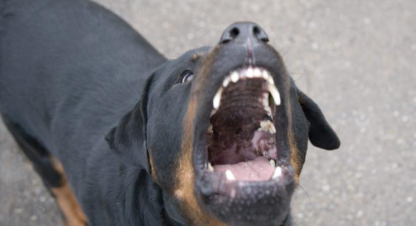 Az ügyészség komolyabb büntetést kér a nőnek, akinek a kutyái súlyosan megsebeztek egy iskolás kislányt