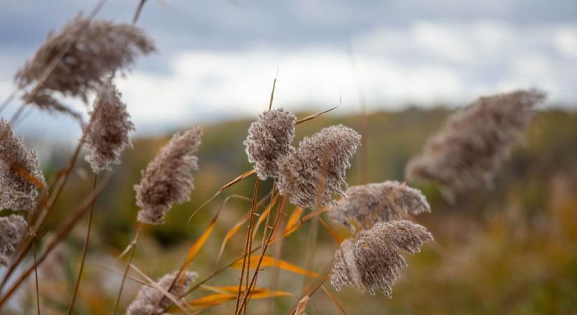 Igazi novemberi hét elé nézünk – hidegfront, szél és eső is jön