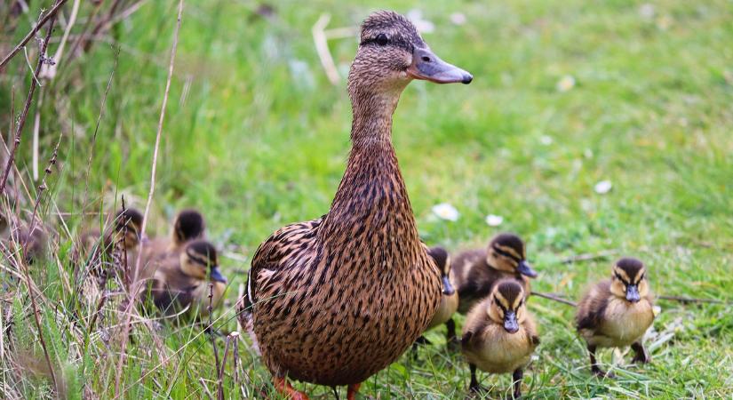 Többletforrást kapnak a víziszárnyas tartók a madárinfluenza megelőzéséhez