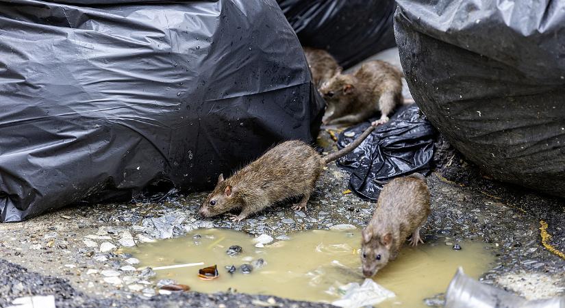 Patkányinvázió egy magyar városban – teljesen elszabadult a pokol