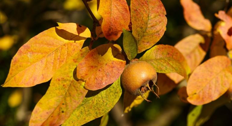 Naspolya: mire jó és mire figyeljünk az ültetésnél