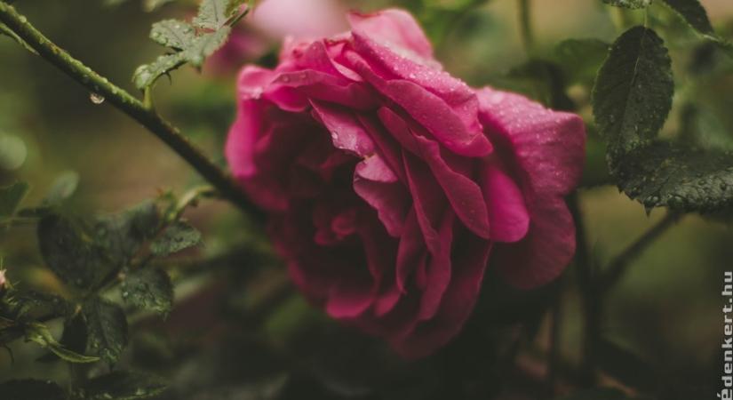 Ősszel vagy tavasszal kell metszeni a rózsát?