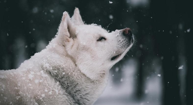 Az 5 legmeghatóbb kutyás film, amit lehetetlen sírás nélkül végignézni