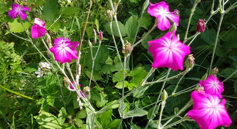 Bársonyos kakukkszegfű, amely a kakukk hazatértekor virágzik