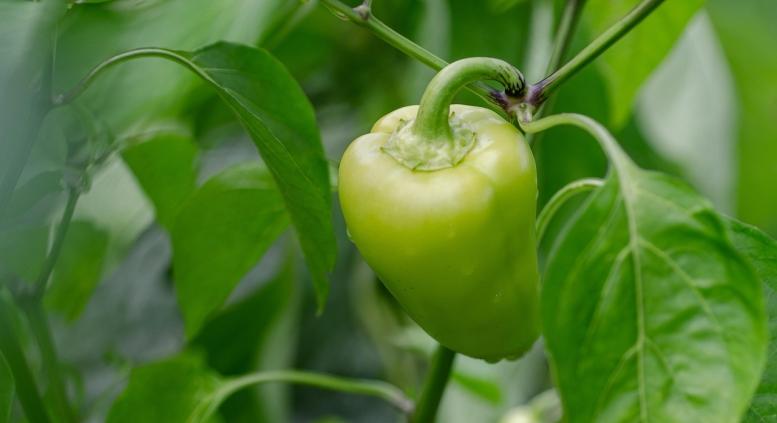 Érdemes átteleltetni a paprikát? Elmondjuk