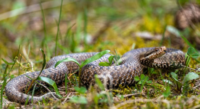 Ez több mint aggasztó: gyilkos viperát regisztráltak itthon, de több mérges kígyó is felbukkant