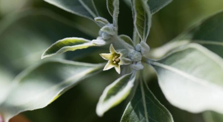 Ashwagandha: az ősi gyógynövény modern kihívásokhoz