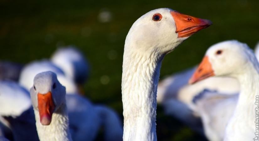 Miért kell Márton-napkor libát enni? Elmondjuk