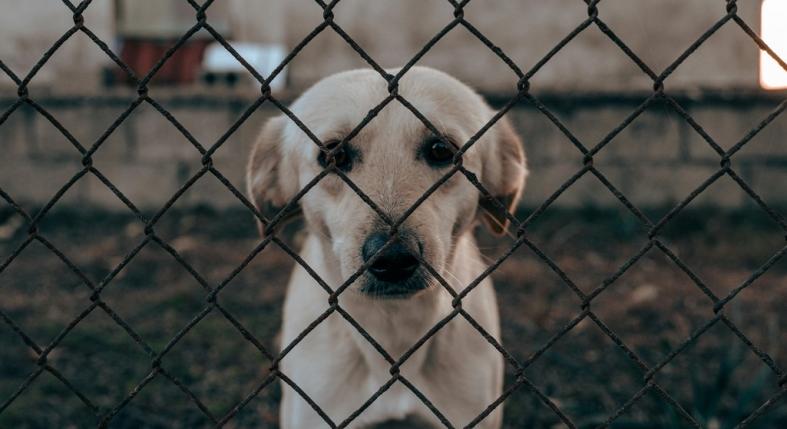5 jel, hogy a kutyád magányos