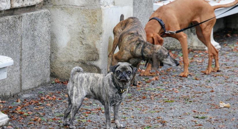 A mai kutyák sokszínűsége nem modern divathóbort eredménye