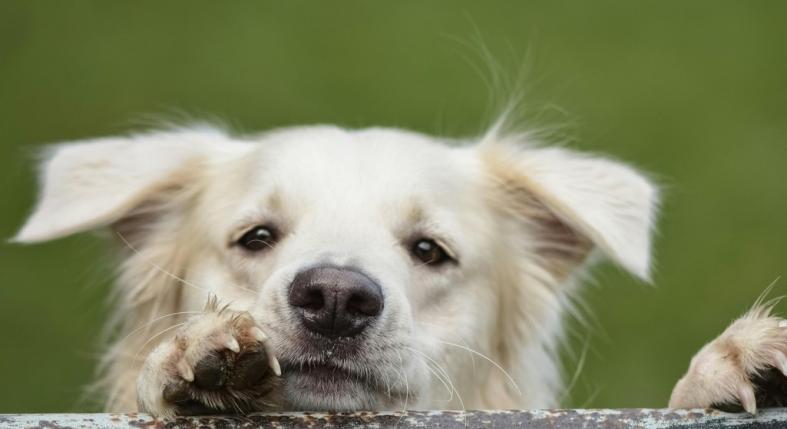 Sokat rázza a fejét a kutyád? Ezek a fülgyulladás tünetei