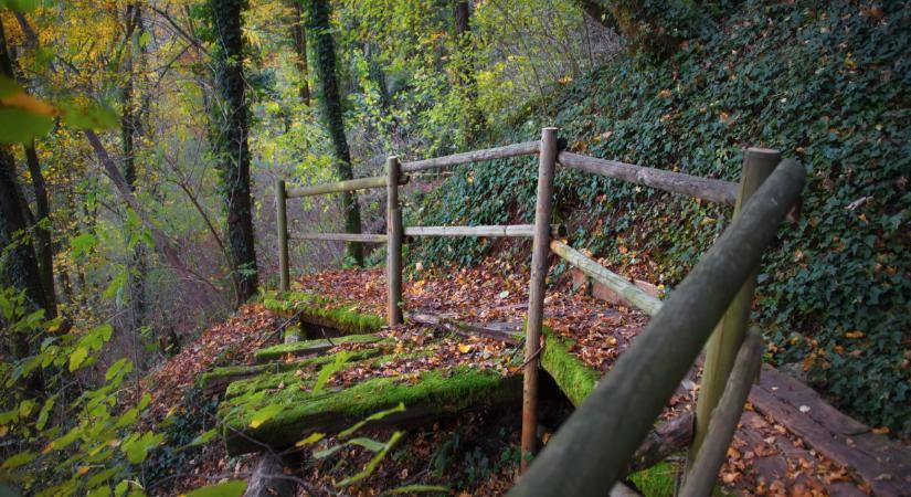 Hetek óta keresték a Bükkben eltűnt idős asszonyt - szakadékba zuhanhatott