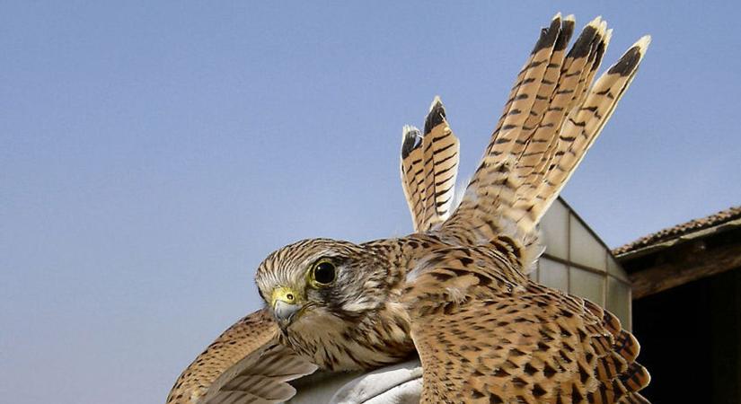 Kirepült az ötezredik vércsefióka, egyre kevesebb a fülesbagoly – van ok aggodalomra?